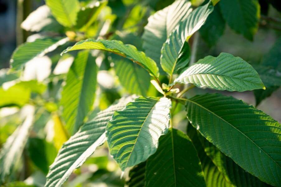 Kratom Capsules Unveiled: The Easiest Way to Boost Your Daily Wellness Routine