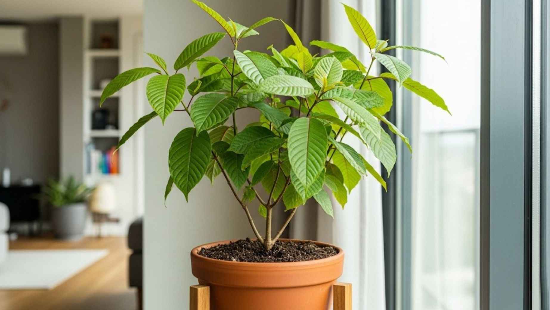 Kratom Capsules Demystified: Why They're the Smart Choice for On-the-Go Wellness