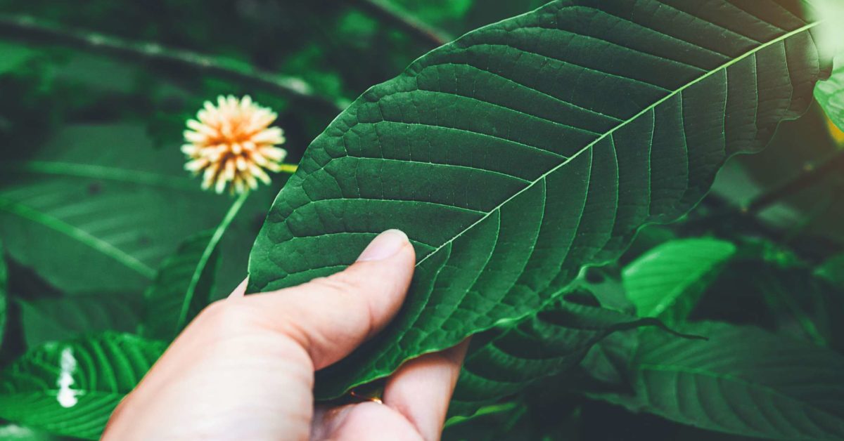 Understanding Kratom Capsules: The Hassle-Free Path to Balanced Wellness