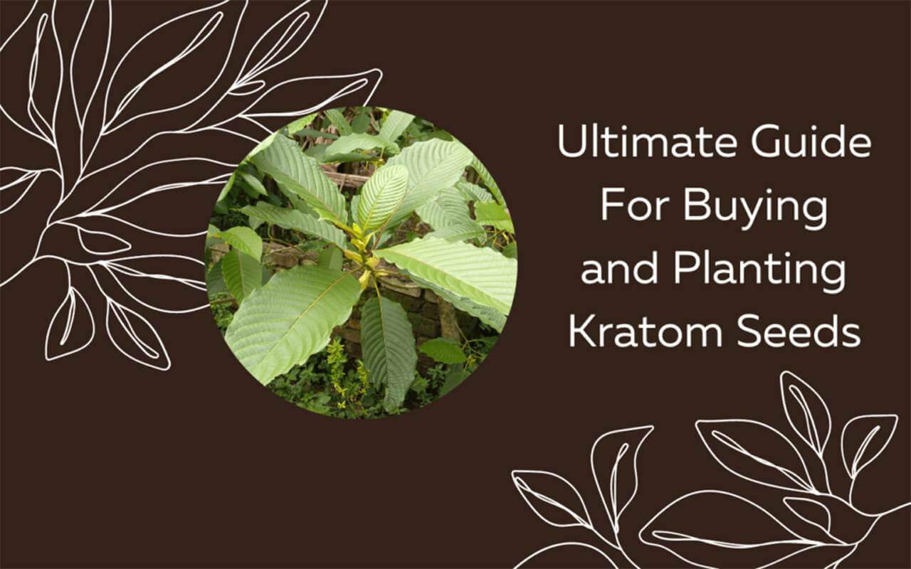 Navigating Kratom Vendors: Your Insider Guide to Finding Reliable Sources