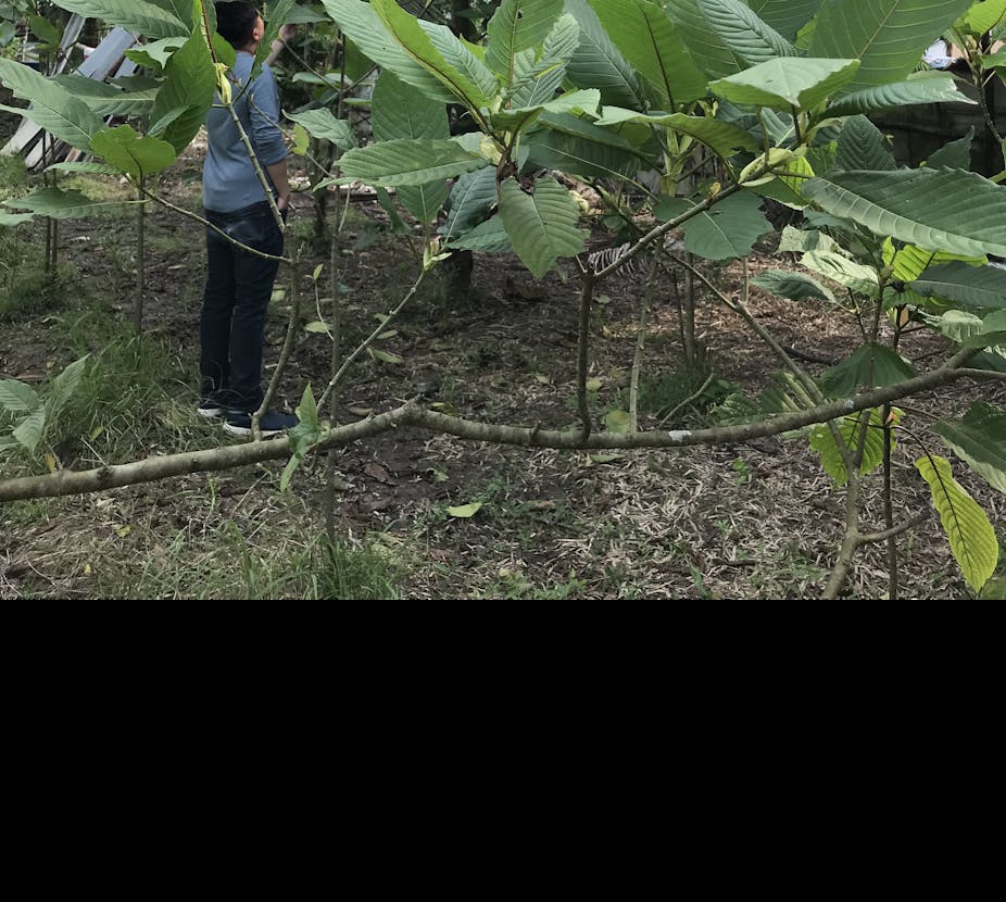 Kratom Alkaloids Uncovered: The Essential Science Behind the Plant's Power