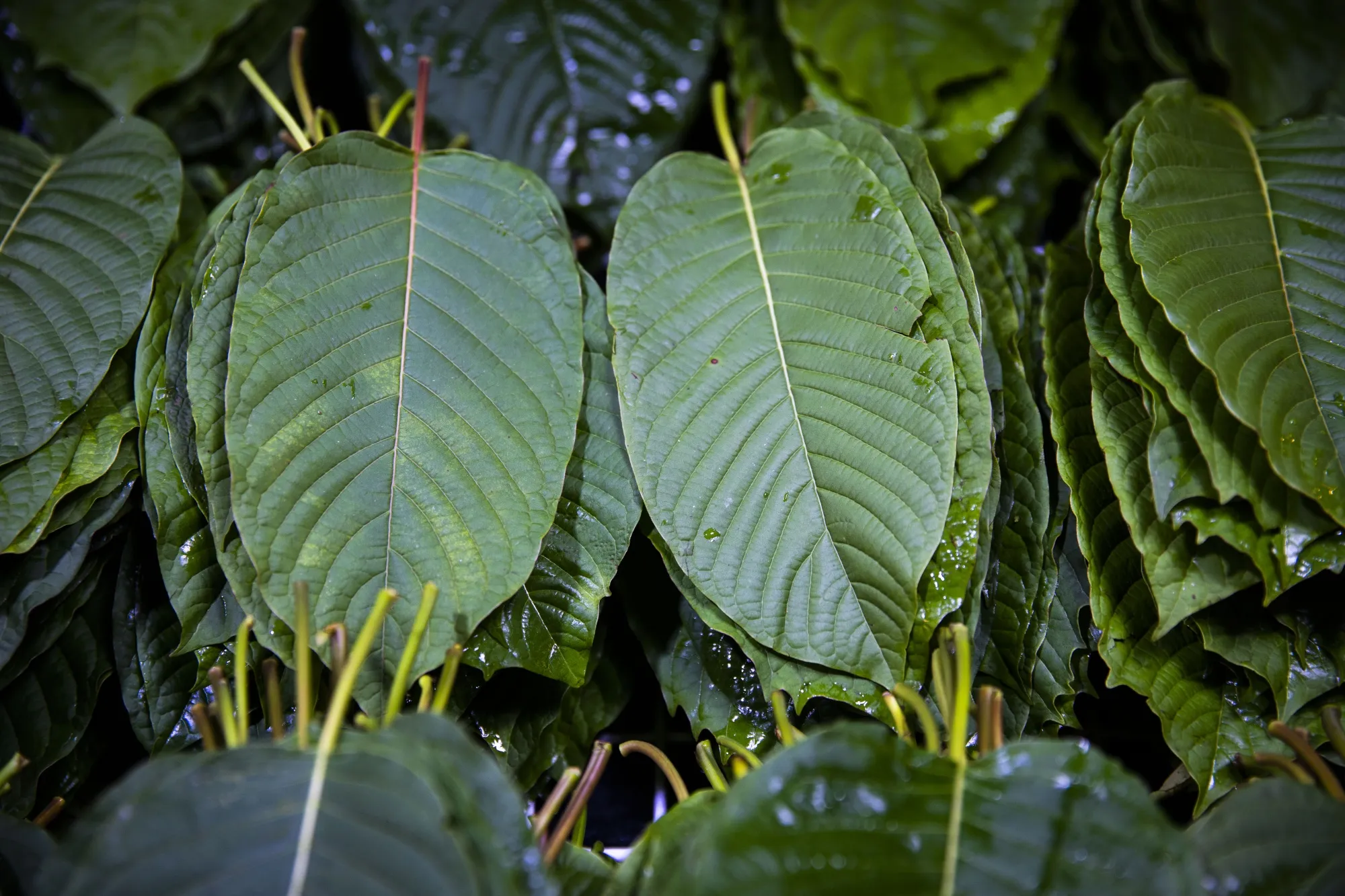 While kratom capsules
