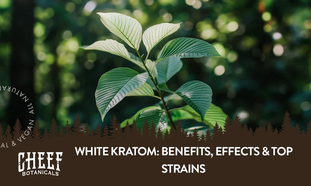 Kratom Effects Explained: Unlocking the Spectrum of This Ancient Herb