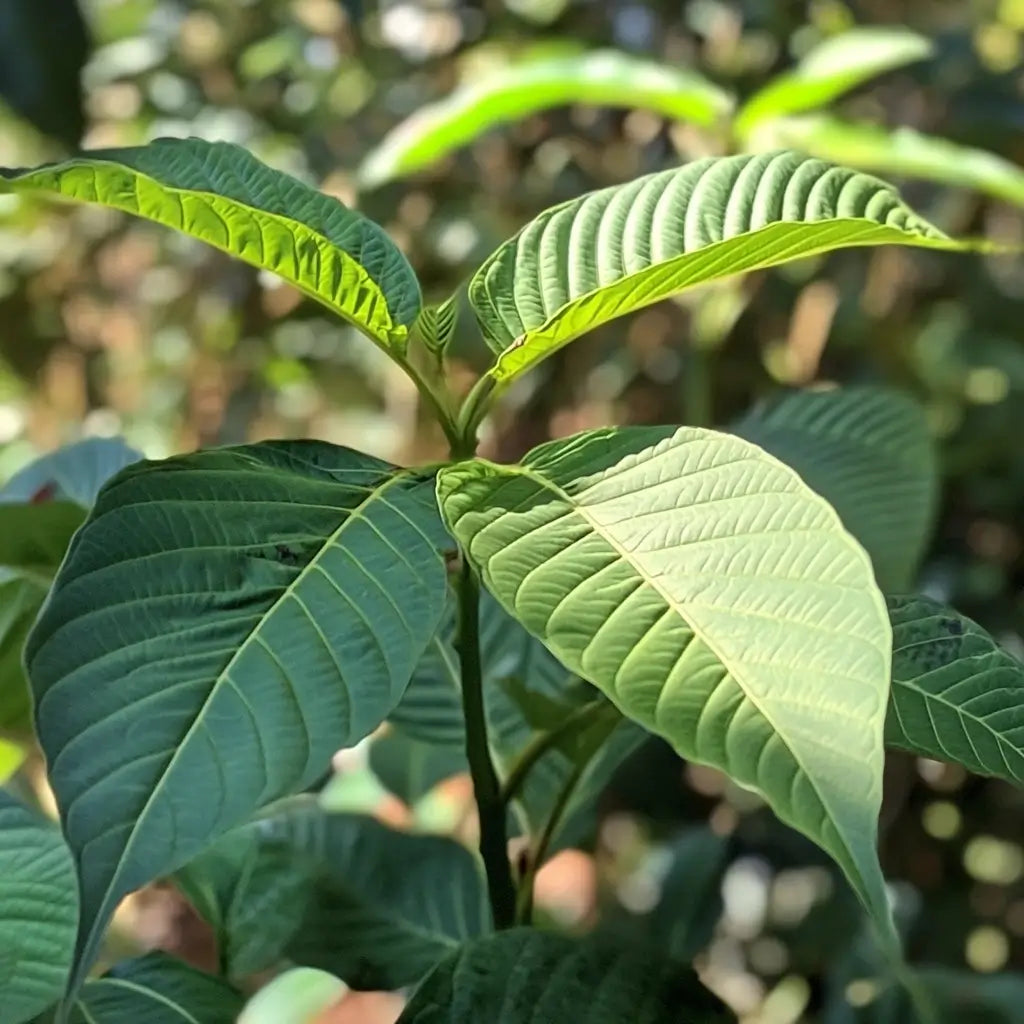 Unlocking the Secrets of Top Kratom Vendors: A No-Nonsense Buyer's Blueprint